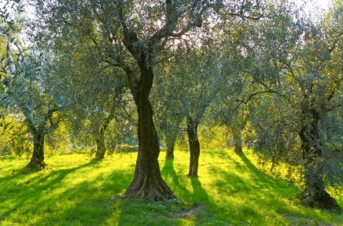olivetreejpeg